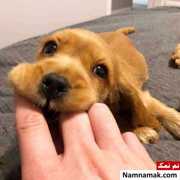 عکس سگ در میان گل ها عکس های بامزه از سگ