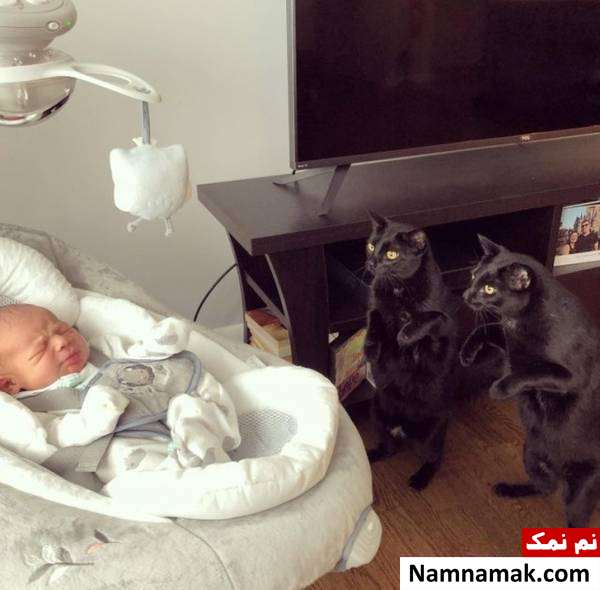 سلفی گرفتن گربه شیطنت گربه ها