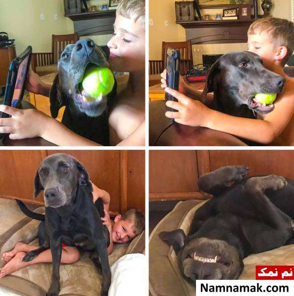 مهر و محبت گربه ها عشق گربه ها