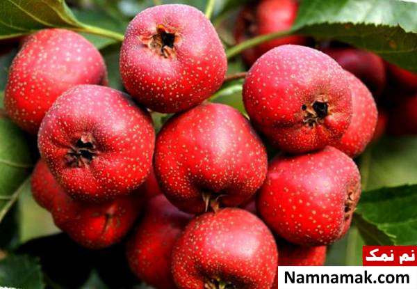 مزایای زالزالک برای درمان بیماری ها زالزالک چه فوایدی دارد و چگونه باید استفاده شود ؟