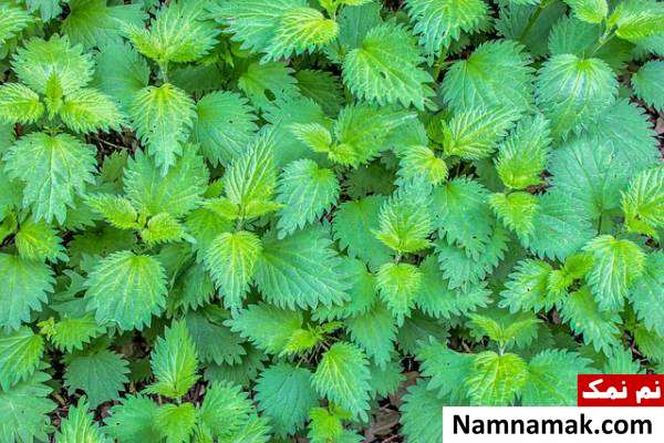 گزنه برای مو گزنه چه خواصی دارد؟