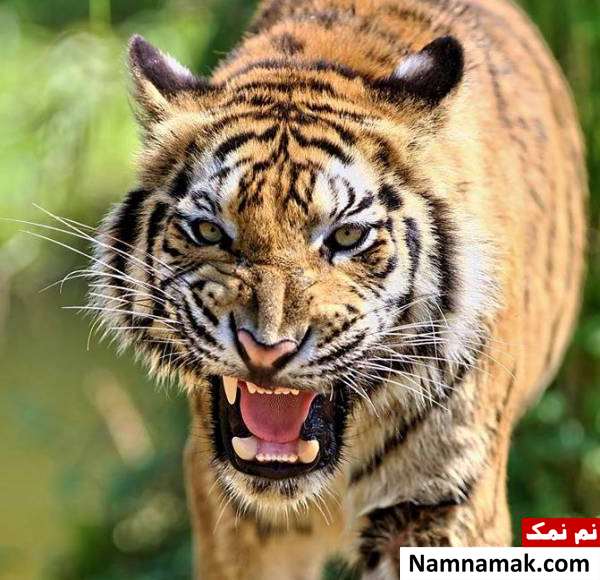 آیا میدانید حیوانات