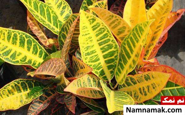 کم آبی گیاهان گیاه پژمرده را دوباره سرحال کنیم؟