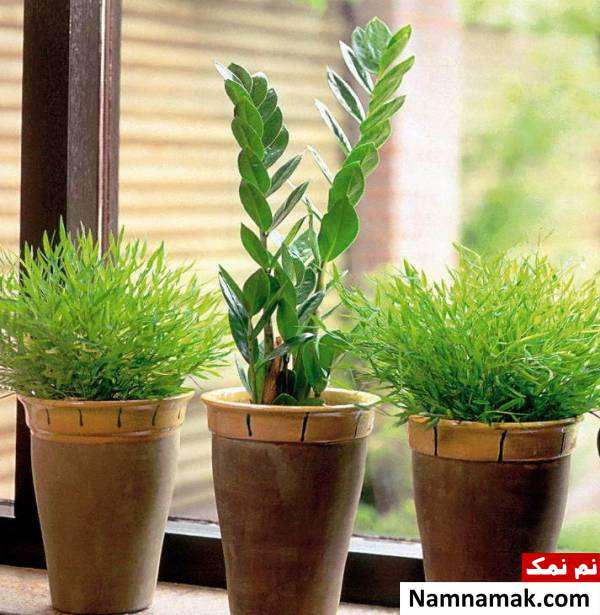 شاداب کردن گیاهان پژمرده گیاهان در حال مرگ را اینگونه شاداب کنید