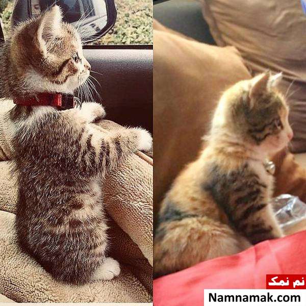 گربه ماندانا سوری بازیگر قهوه تلخ