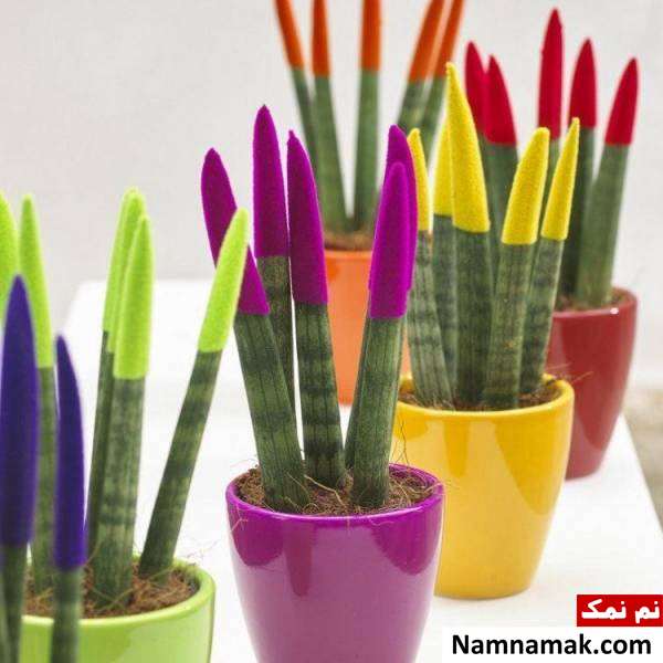 سانسوریا رنگی چیست گیاه سانسوریا رنگی و پرورش آن
