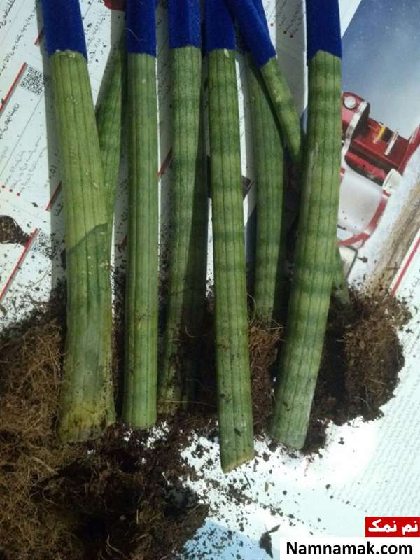 طرز ریشه دار کردن ، پاجوش و قلمه زدن سانسوریا لوله ای رنگی قلمه و پاجوش سانسوریا رنگی