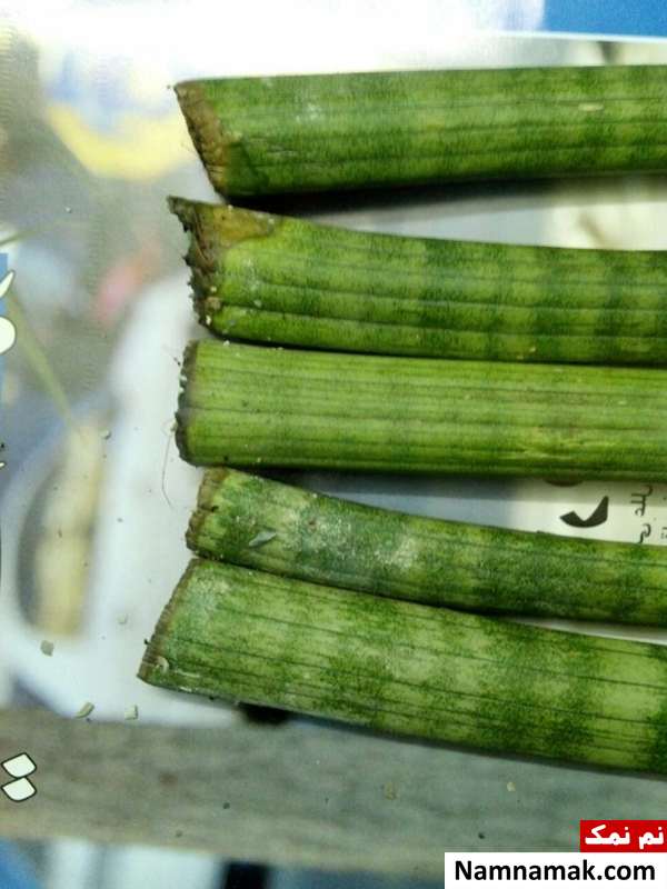 طرز ریشه دار کردن ، پاجوش و قلمه زدن سانسوریا لوله ای رنگی قلمه و پاجوش سانسوریا رنگی