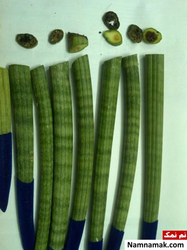 طرز ریشه دار کردن ، پاجوش و قلمه زدن سانسوریا لوله ای رنگی قلمه و پاجوش سانسوریا رنگی
