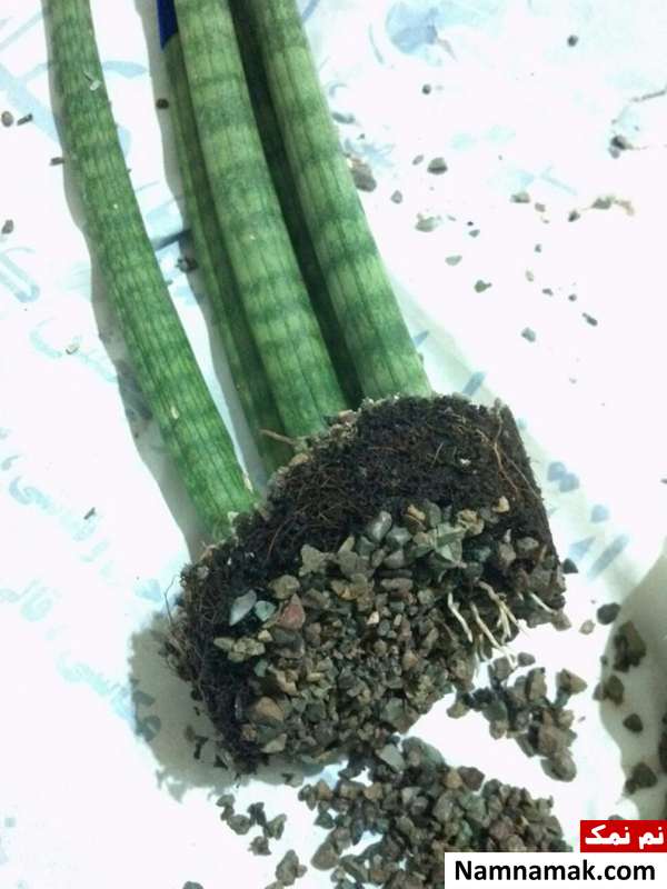 طرز ریشه دار کردن ، پاجوش و قلمه زدن سانسوریا لوله ای رنگی قلمه و پاجوش سانسوریا رنگی