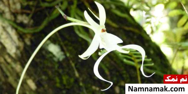 ارکیده گوست Epipogium aphyllum گل های عجیب و غریب