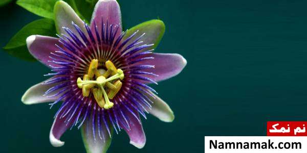 گل ساعتی Passiflora alata نادر ترین گل های جهان