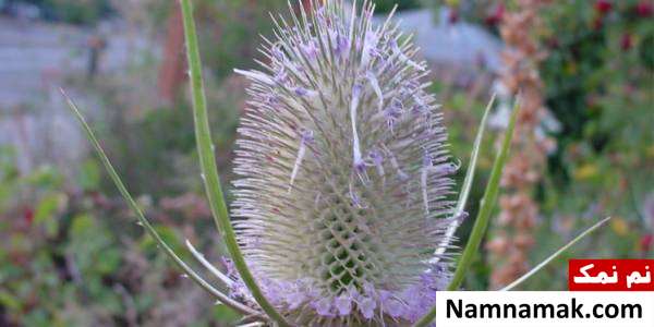 بانکسیا Banksia pulchella زیباترین و عجیب ترین گلهای جهان