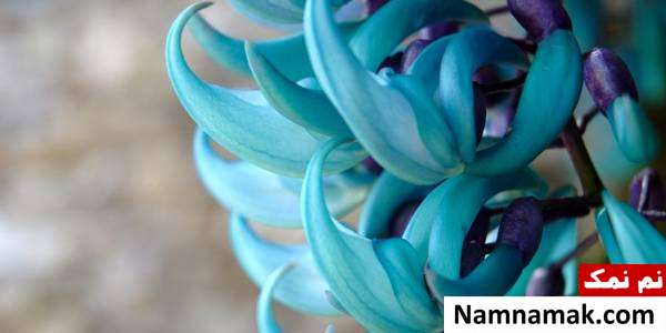 جید وین Strongylodon macrobotrys خوش رنگ ترین گل های جهان