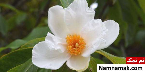 درخت فرانکلین Franklinia alatamah عجیب ترین گلهای دنیا