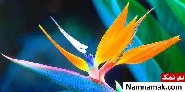 گل پرنده بهشتی Strelitzia reginae گل شگفت انگیز در جهان