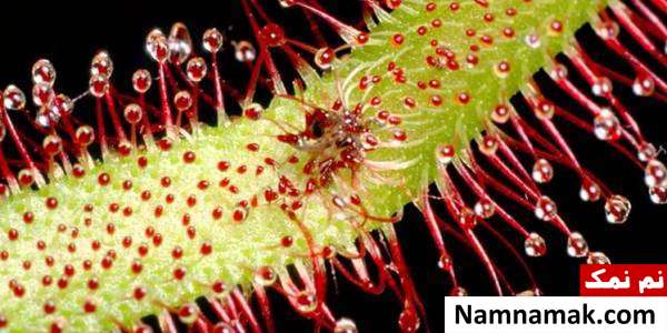 گل شبنم خورشید Drosera capensis کمیاب ترین گل های جهان