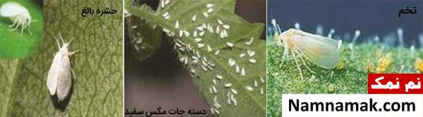 سم مخصوص مگس سفید سم مخصوص مگس سفید