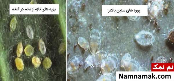 سم مخصوص مگس سفید سم مخصوص مگس سفید