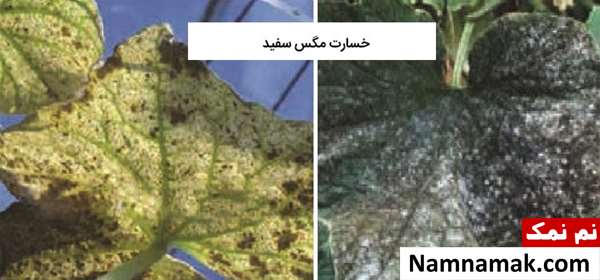 سم مخصوص مگس سفید سم مخصوص مگس سفید
