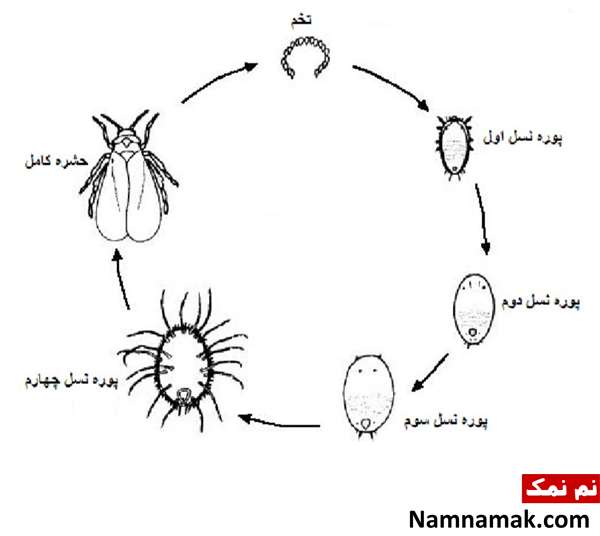 سم مخصوص مگس سفید سم مخصوص مگس سفید
