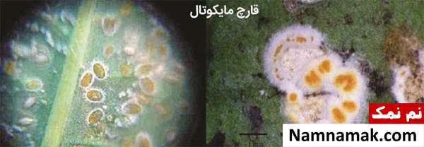 سم مخصوص مگس سفید سم مخصوص مگس سفید
