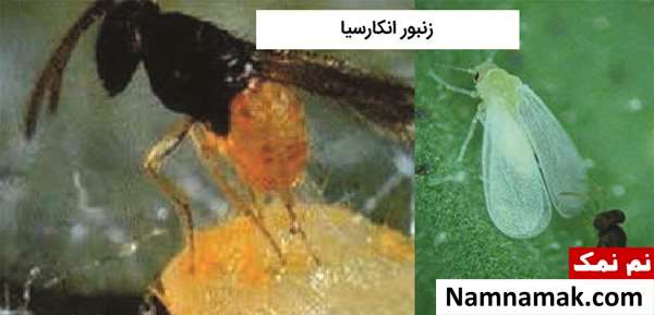 سم مخصوص مگس سفید سم مخصوص مگس سفید