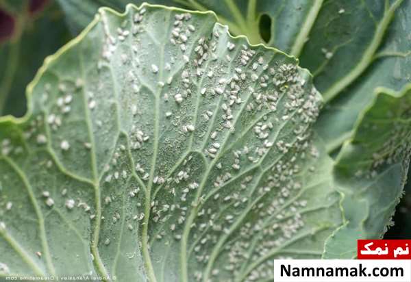 چگونه مگس سفید در گلخانه خیار و گوجه را رفع کنیم؟ چگونه مگس سفید در گلخانه خیار و گوجه را رفع کنیم؟