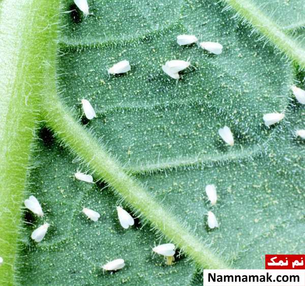 چگونه مگس سفید در گلخانه خیار و گوجه را رفع کنیم؟ چگونه مگس سفید در گلخانه خیار و گوجه را رفع کنیم؟