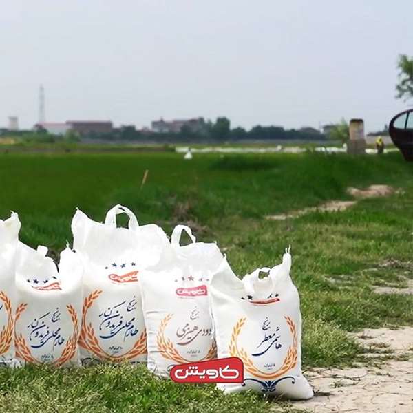 مرغوب ترین برنج های ایرانی کدامند؟