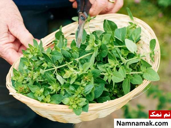 آویشن چاق کننده
