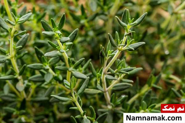 خواص آویشن برای پوست