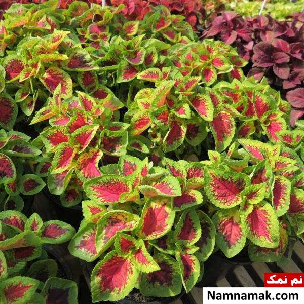نور مناسب گل حسن یوسف چگونگی تکثیر گیاه حسن یوسف