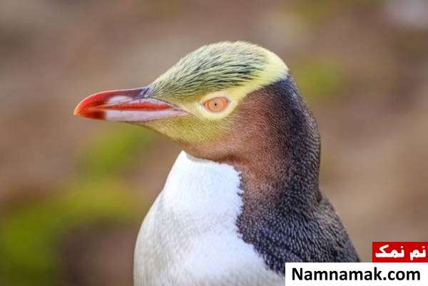نادرترین پنگوئن ها پنگوئن های چشم زرد