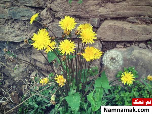 ریشه گیاه قاصدک برای درمان یبوست