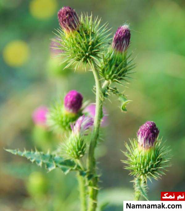خار مریم درمان گیاهی سیروز کبدی