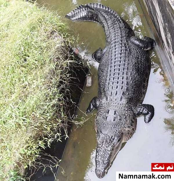 کروکودیل وحشتناکی که یک نفر را زنده زنده خورد