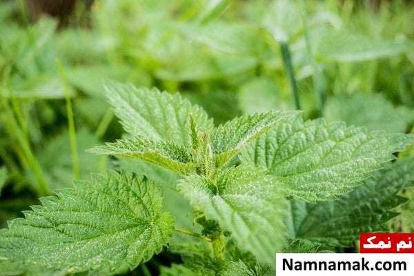 دمنوش درمانی دمنوش گزنه برای مفصل