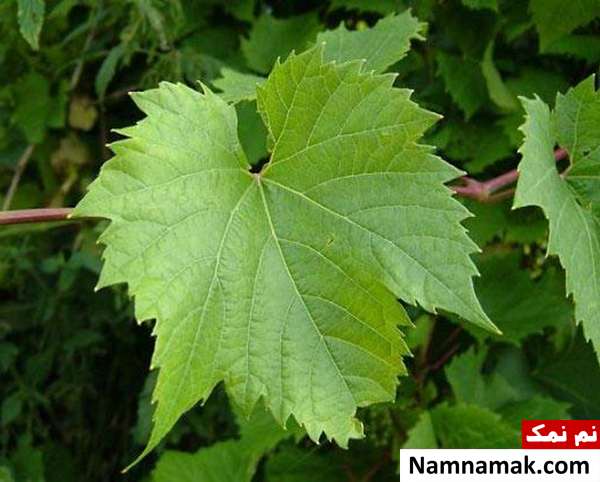خاصیت برگ مو چیست؟