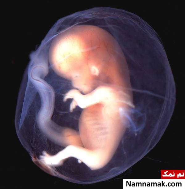 وزن جنین مادران سیگاری