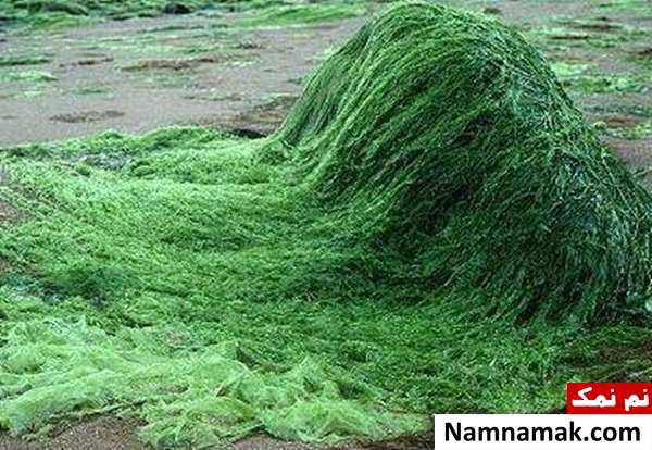 اثرات جلبک برای سلامتی 