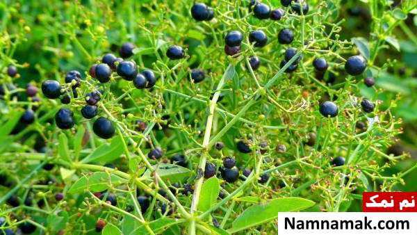 روناس طرز تهیه رنگ مو با روناس