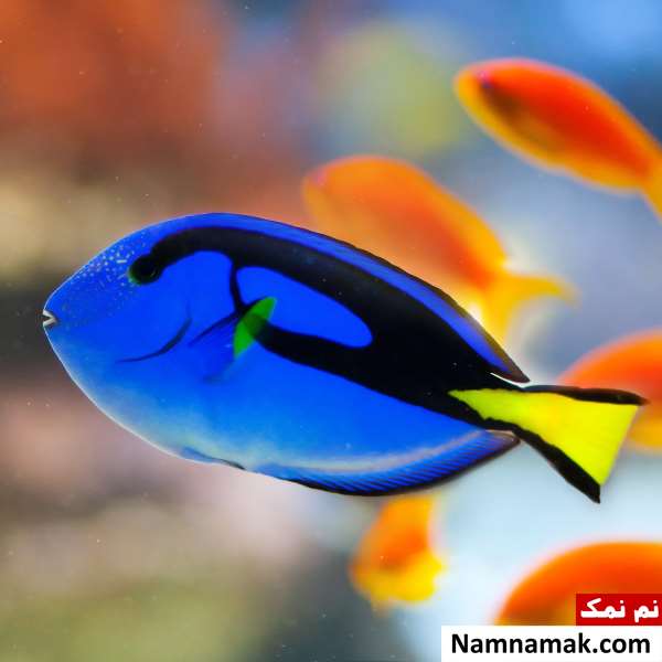 علت غرق نشدن ماهی ها چیست؟ غرق نشدن ماهی