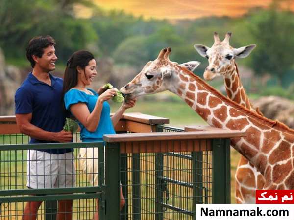 پارک بوش گاردنز تامپا بی (Busch Gardens Tampa Bay)