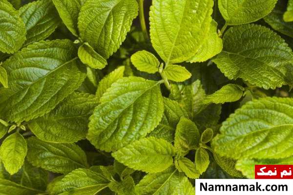 ماسک نعناع فواید نعنا برای پوست