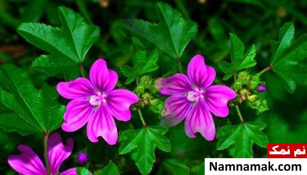 طرز تهیه روغن پنیرک