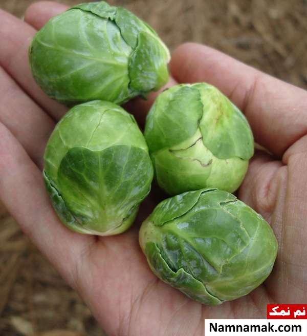 فایده کلم بروکسل برای سلامتی و پوست کلم بروکسل