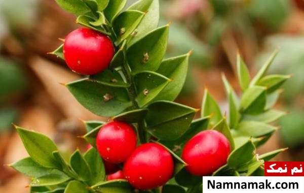 کوله خاس درمان قانقاریا با گیاهان دارویی