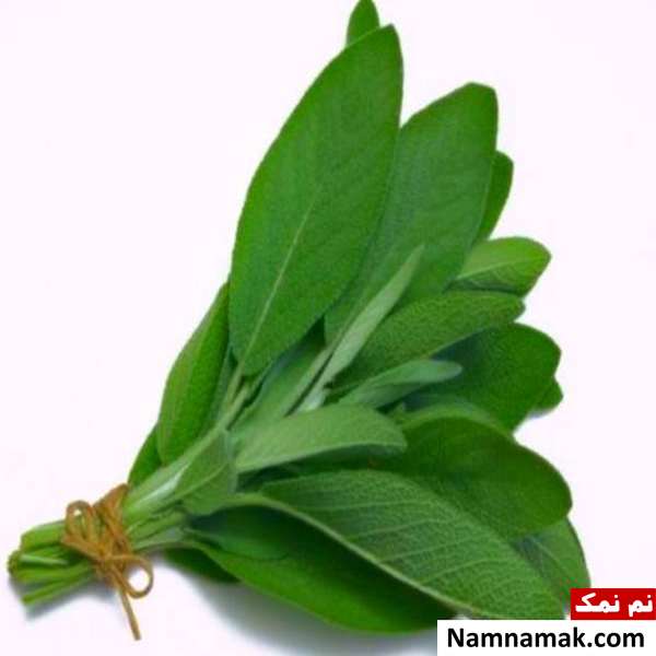 فواید گیاه مرموک گیاه مرموک خواص