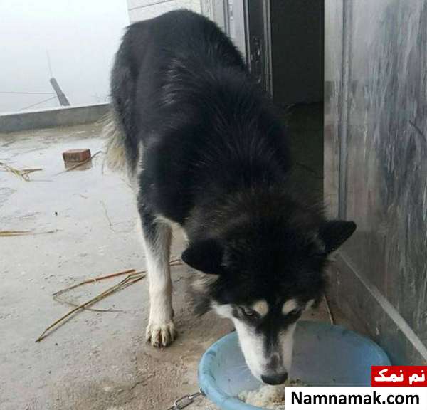 هیجان زده شدن سگ 